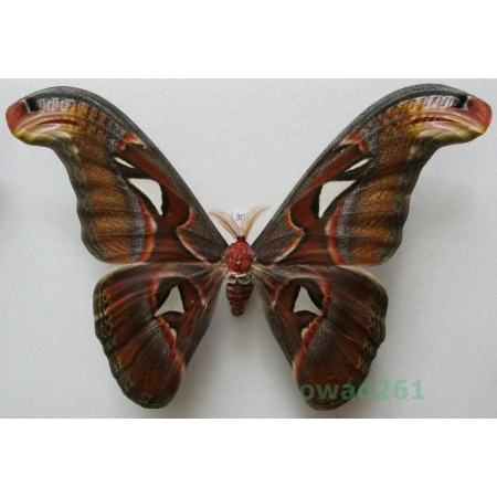 Attacus atlas Linnaeus, 1758 male ex. ovo Thailand 183mm30
